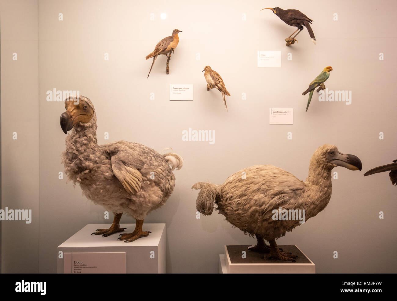 Dodo Muster am Natural History Museum, London, UK Stockfoto