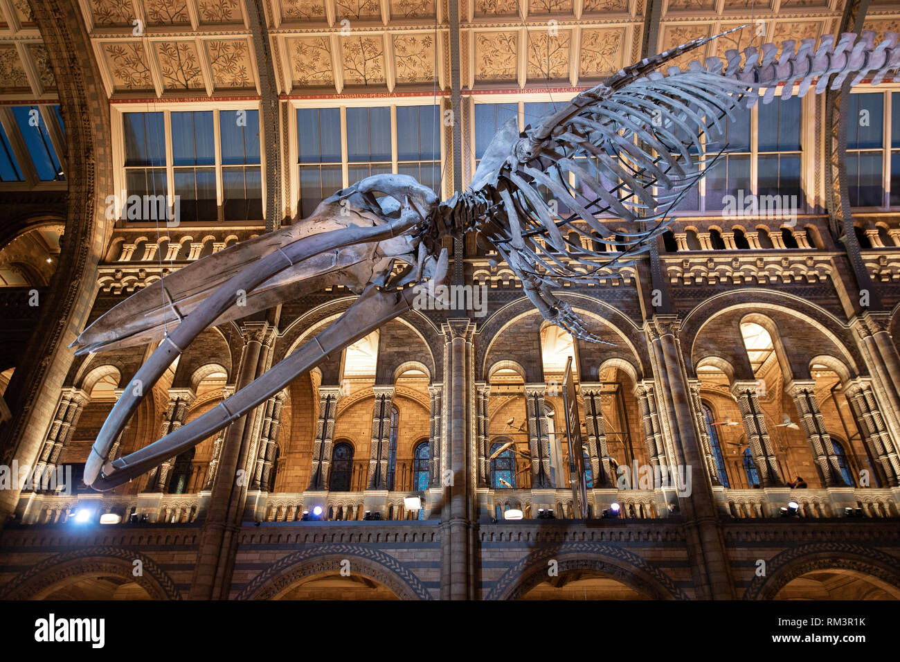 Das Natural History Museum, London, UK Stockfoto