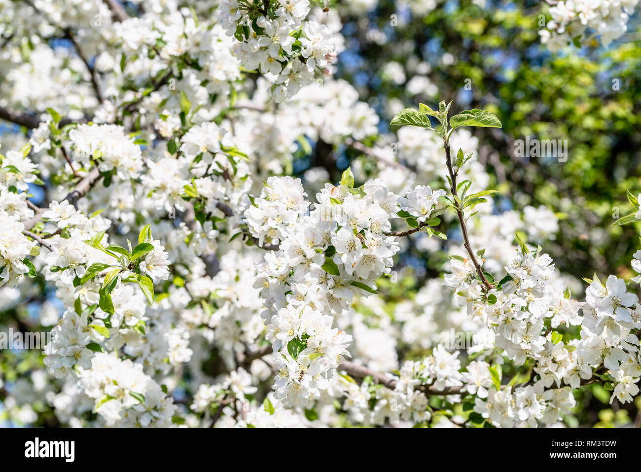 Blühende Zweige, apple blossom Hintergrund mit Blumen der weiß blühenden Baum, full frame Stockfoto