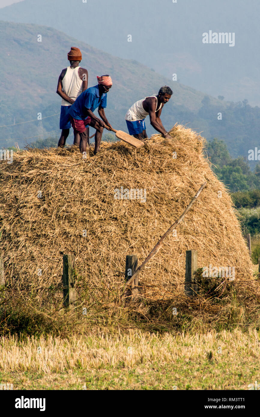 Landwirte auf Heuhaufen, Andhra Pradesh, Indien, Asien Stockfoto