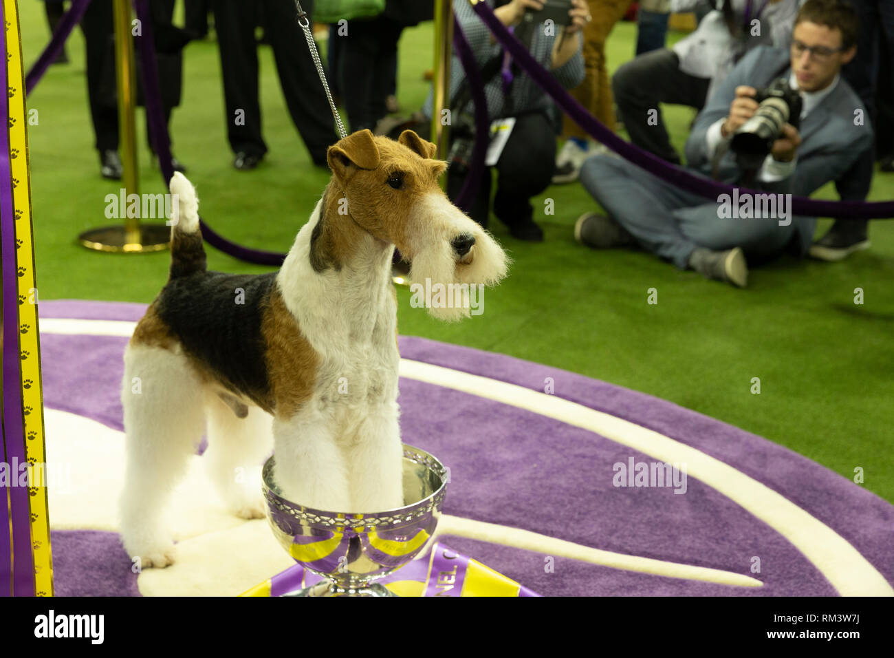 New York, Vereinigte Staaten. 12 Feb, 2019. New York, NY - 12. Februar 2019: Wire Fox Terrier namens König Best in Show gewann während 143 Westminster Kennel Club Dog Show bei Medison Square Garden Credit: Lev radin/Alamy leben Nachrichten Stockfoto