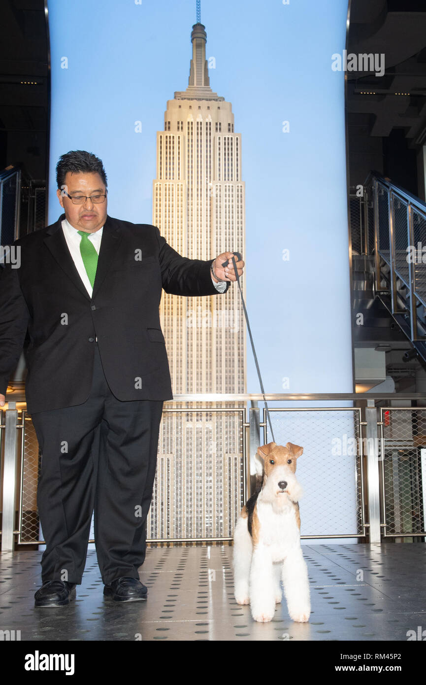 New York, New York, USA. 13 Feb, 2019. Das Empire State Building Hosts die Best in Show Sieger der 143 Westminster Kennel Club Dog Show, König, die wire Fox Terrier am 13. Februar 2019 in New York. Credit: Bryan Smith/ZUMA Draht/Alamy leben Nachrichten Stockfoto