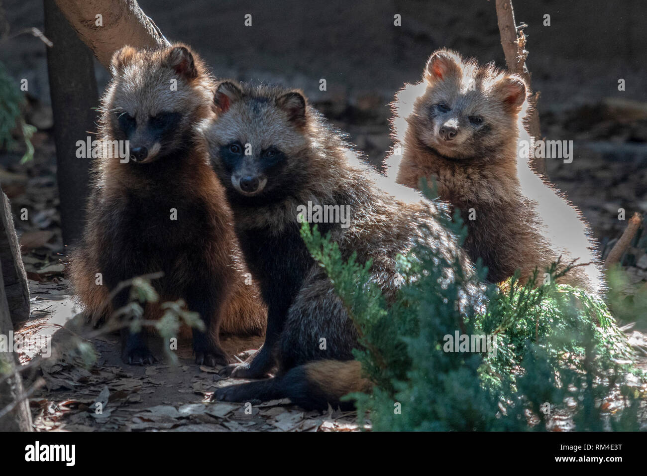 Marderhund Nahaufnahme Portrait zu Ihnen schauen Stockfoto