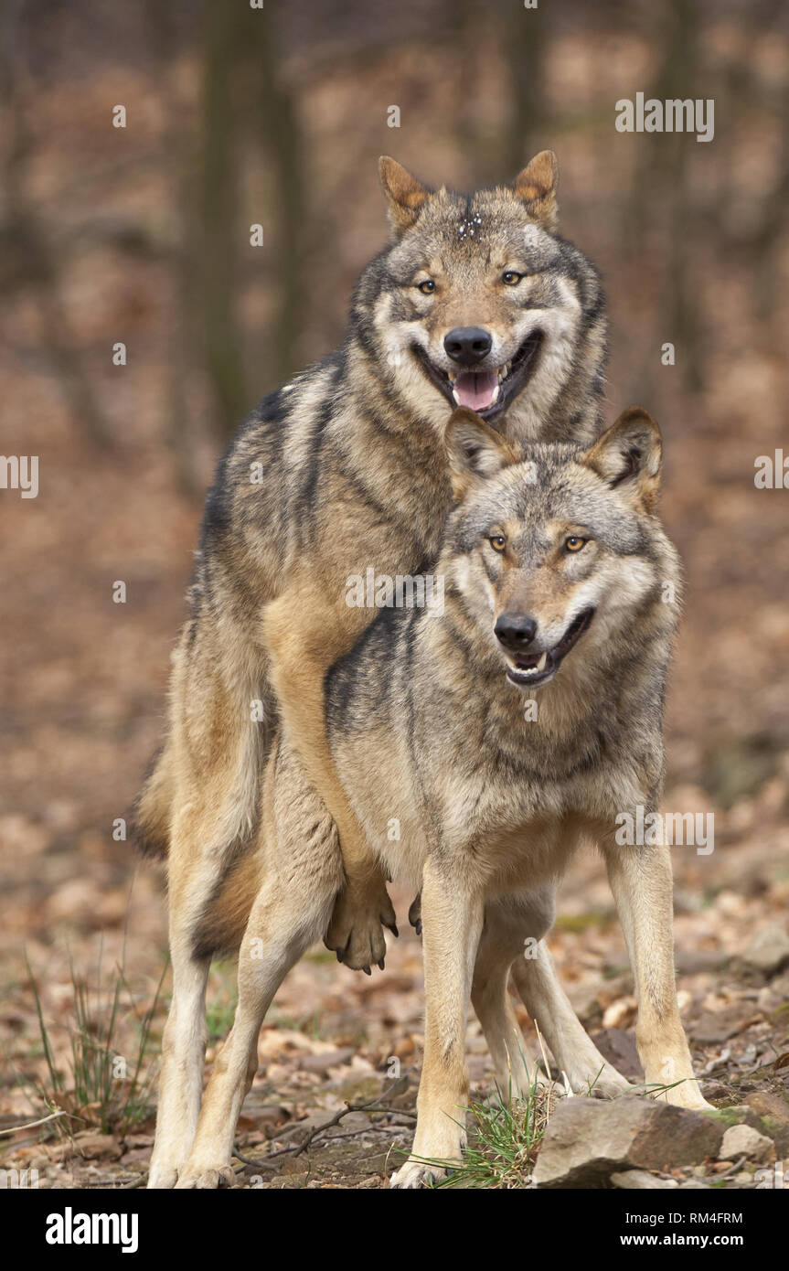 Wolf (Canis lupus) Paar Paarung in Wald, Neuhaus, Niedersachsen, Deutschland Stockfoto