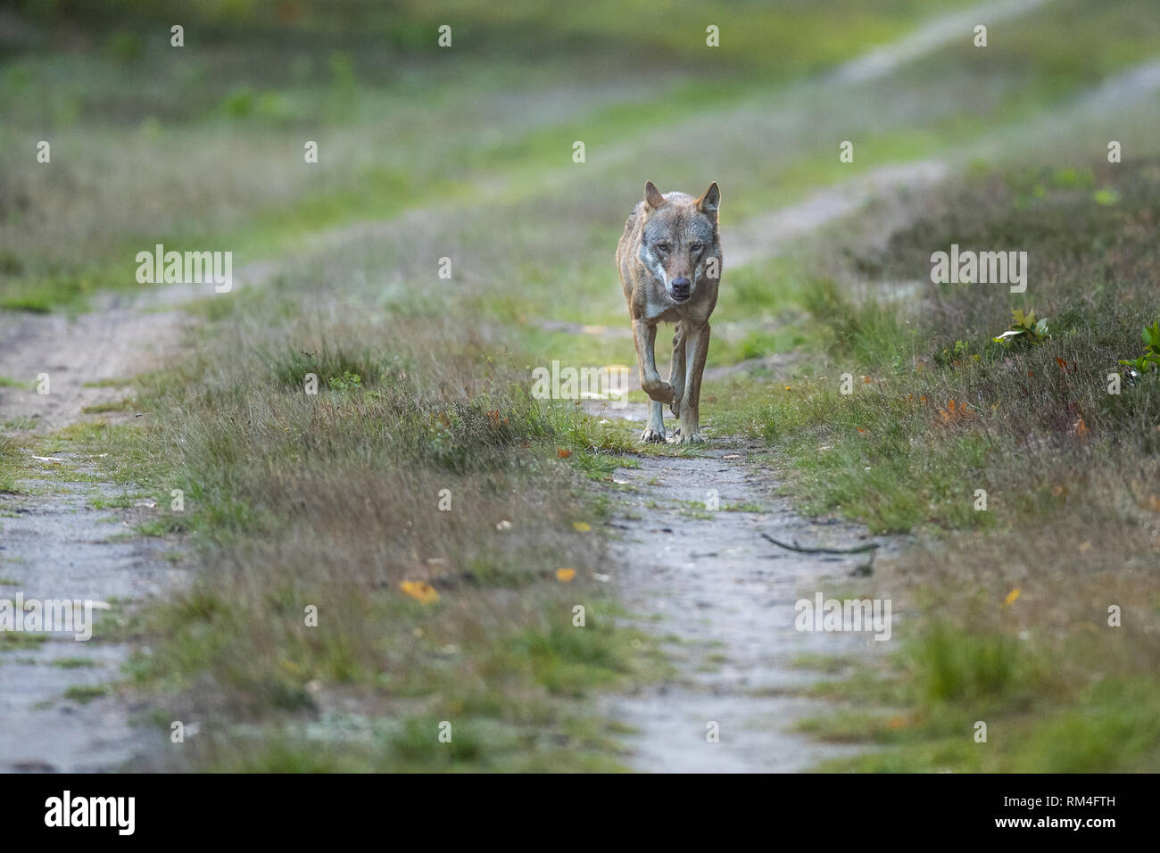 Wolf (Canis lupus) auf einer Schotterstraße, soegel, Niedersachsen, Deutschland Stockfoto