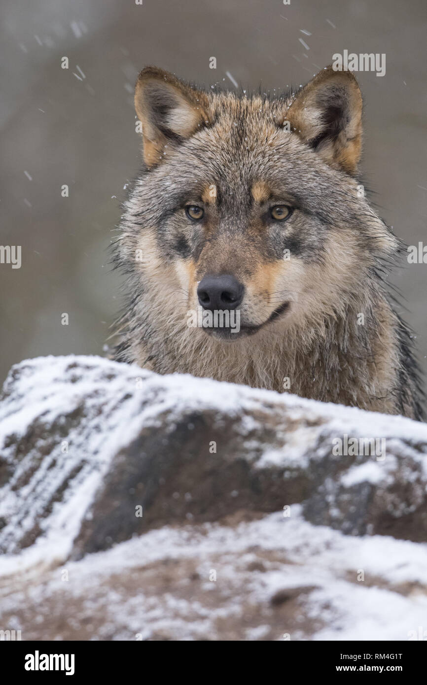 Wolf (Canis lupus) im Winter, Neuhaus, Niedersachsen, Deutschland Stockfoto