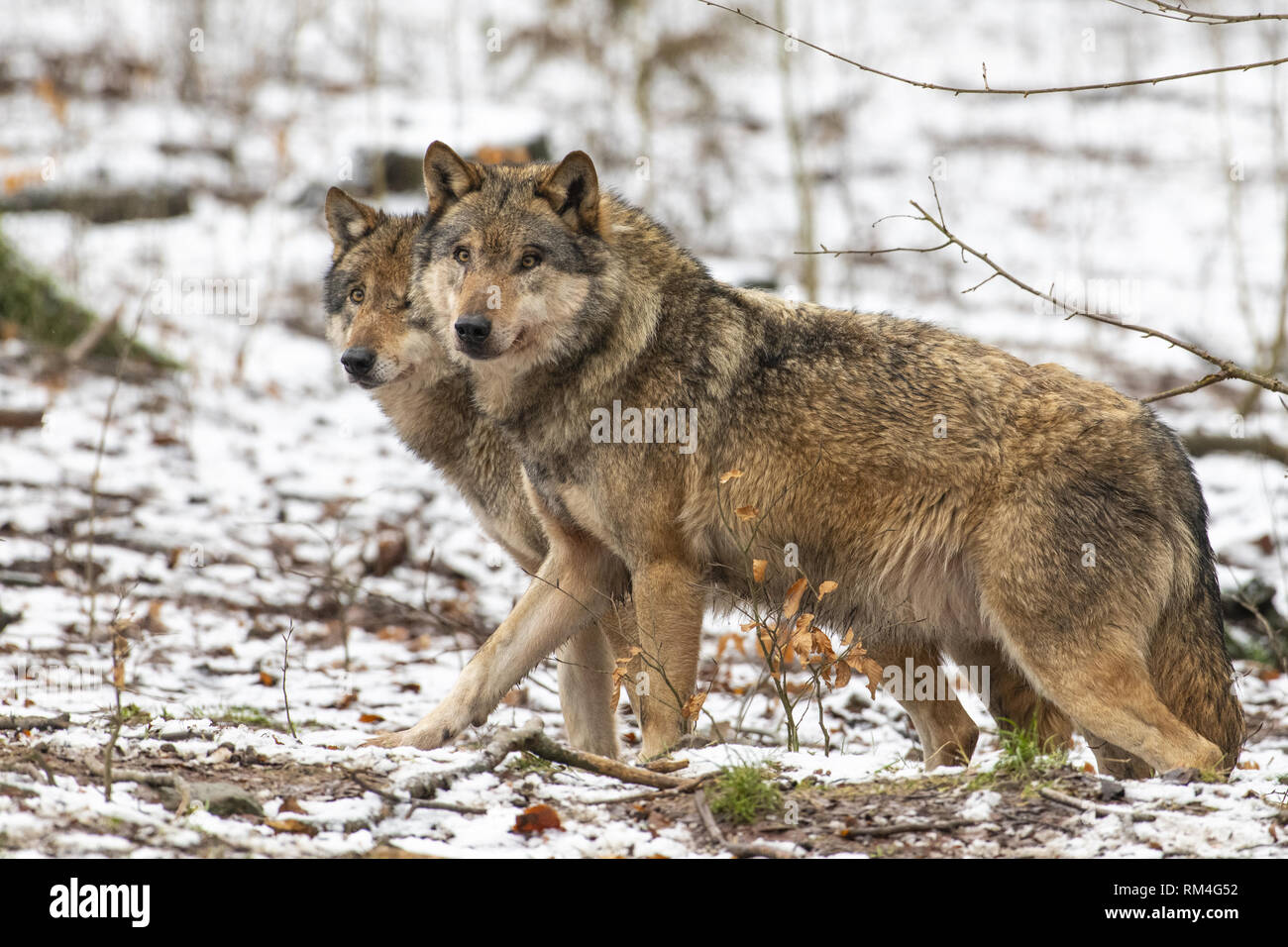 Zwei Wölfe (Canis lupus) im Winter Wald, Neuhaus, Niedersachsen, Deutschland Stockfoto
