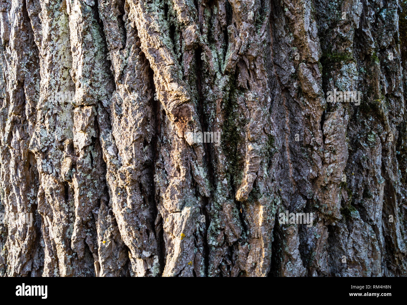 In der Nähe von und kunstvoll Bilder von einem Baum Stockfoto