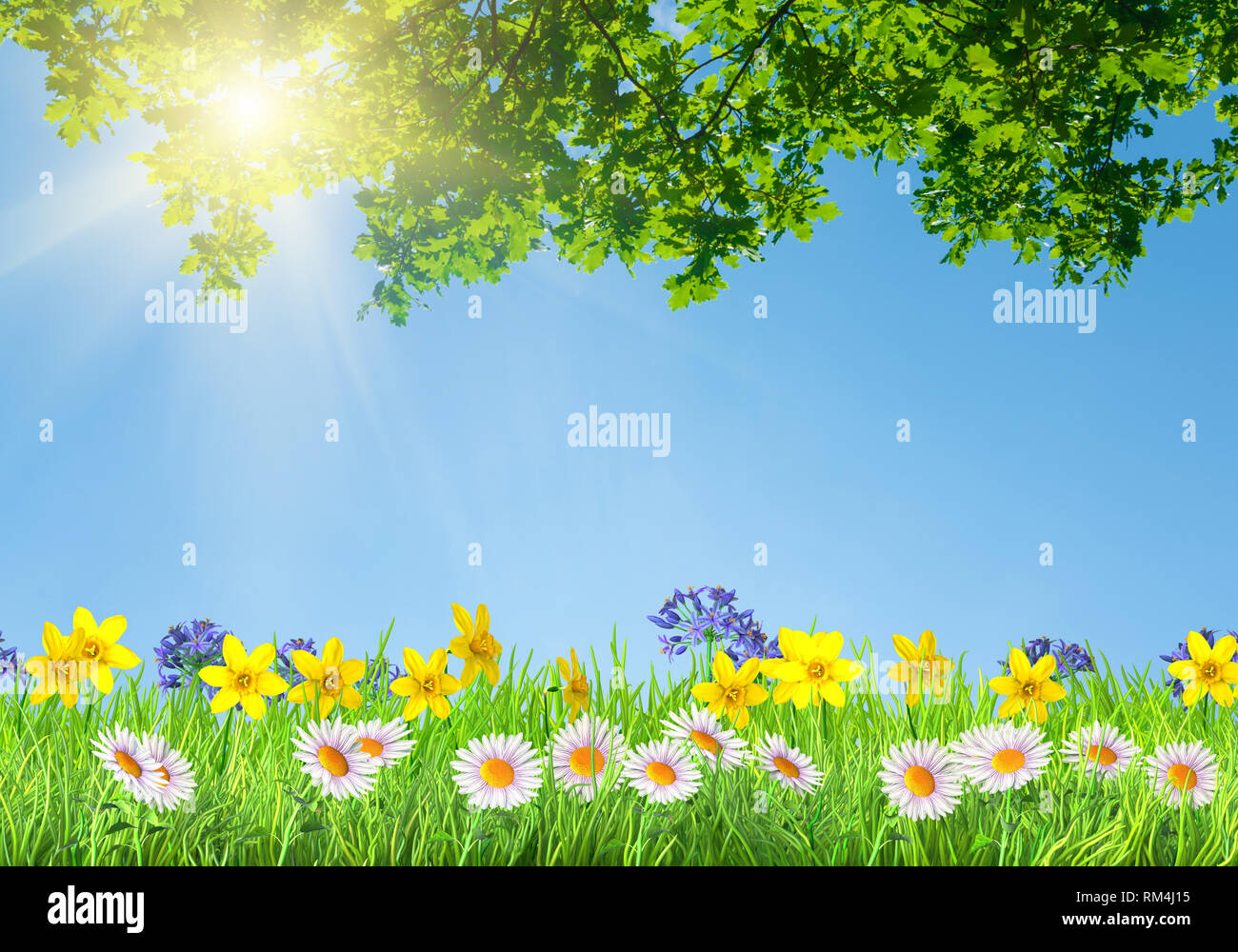 Frühling Narzissen und Daisy Blumen und Grünes Gras Hintergrund Stockfoto