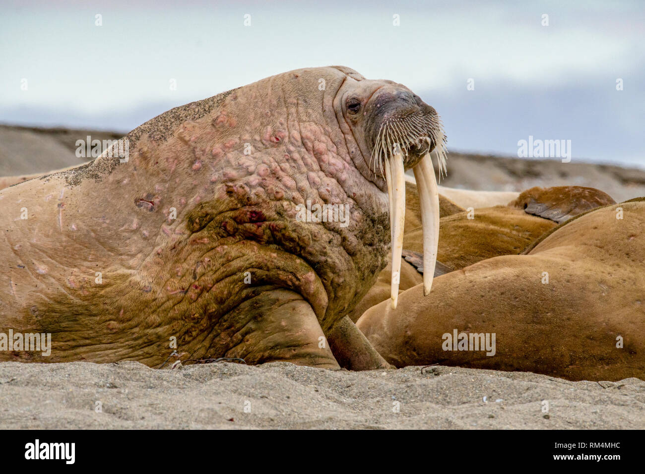 Atlantischen Walross (Odobenus rosmarus rosmarus). Dieses große, gesellige relative der Dichtung hat Stoßzähne, die einen Meter Länge erreichen kann. Sowohl die männlichen (b Stockfoto