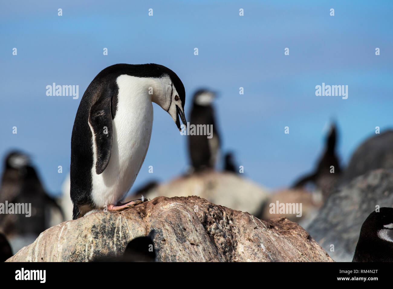 Kinnriemen Pinguine (Pygoscelis antarctica). Diese Vögel ernähren sich fast ausschließlich auf Krill. Sie bewohnen die Antarktis und Antarktis Inseln. Sie migra Stockfoto