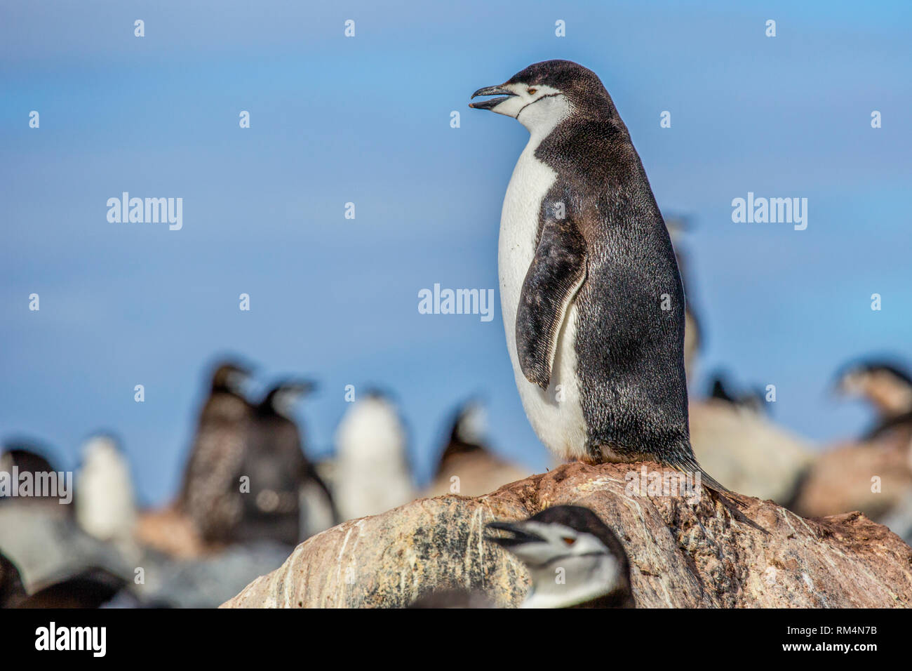 Kinnriemen Pinguine (Pygoscelis antarctica). Diese Vögel ernähren sich fast ausschließlich auf Krill. Sie bewohnen die Antarktis und Antarktis Inseln. Sie migra Stockfoto