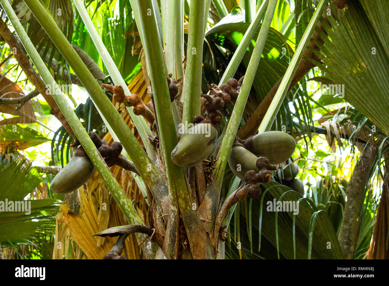 Coco de Mer Samen (Lodoicea maldivica). Dies ist das größte und schwerste Samen der Welt. Es kann bis zu 30 Kilogramm wiegen. In der Seyche fotografiert. Stockfoto