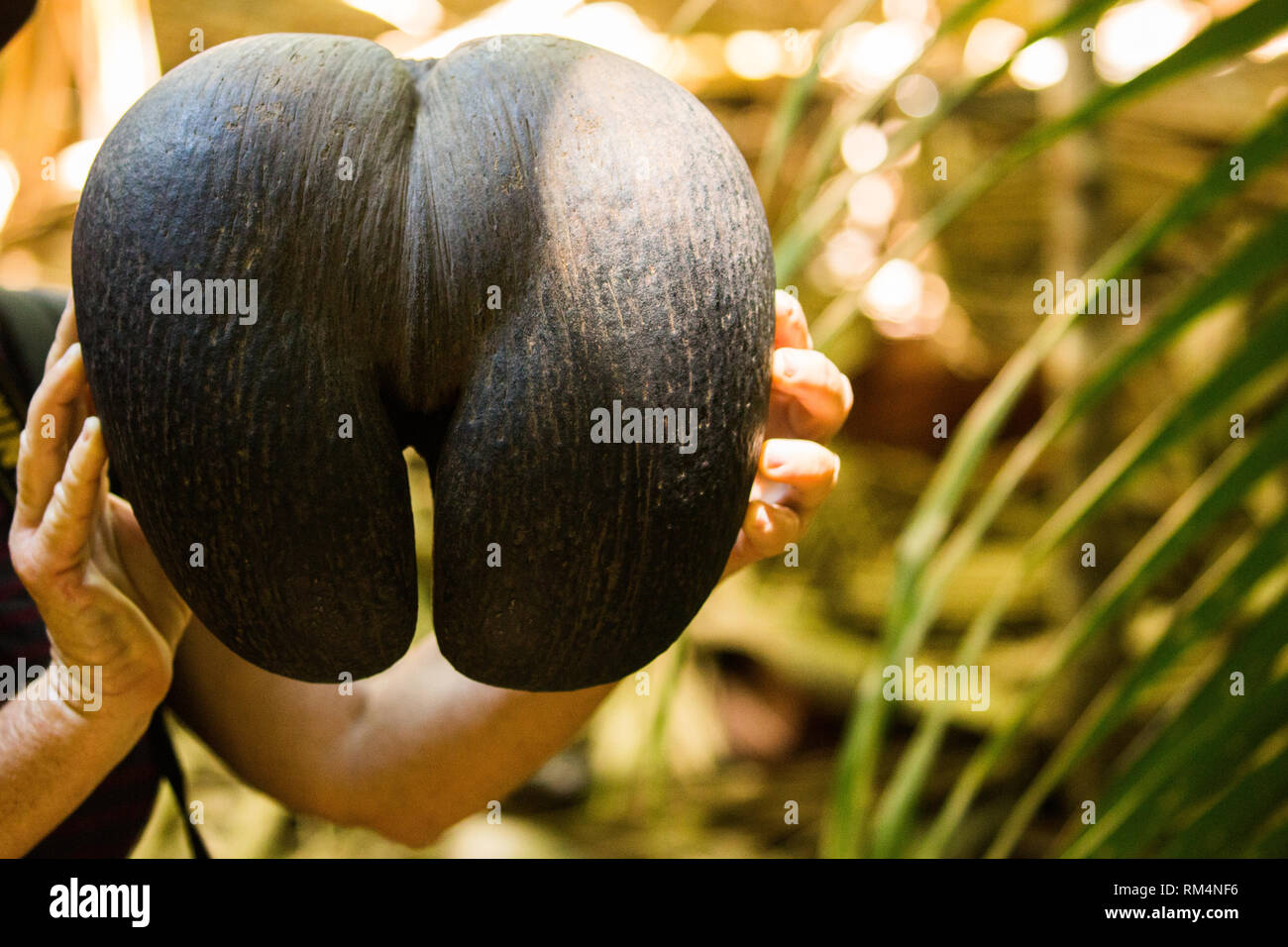 Coco de Mer Samen (Lodoicea maldivica). Dies ist das größte und schwerste Samen der Welt. Es kann bis zu 30 Kilogramm wiegen. In der Seyche fotografiert. Stockfoto