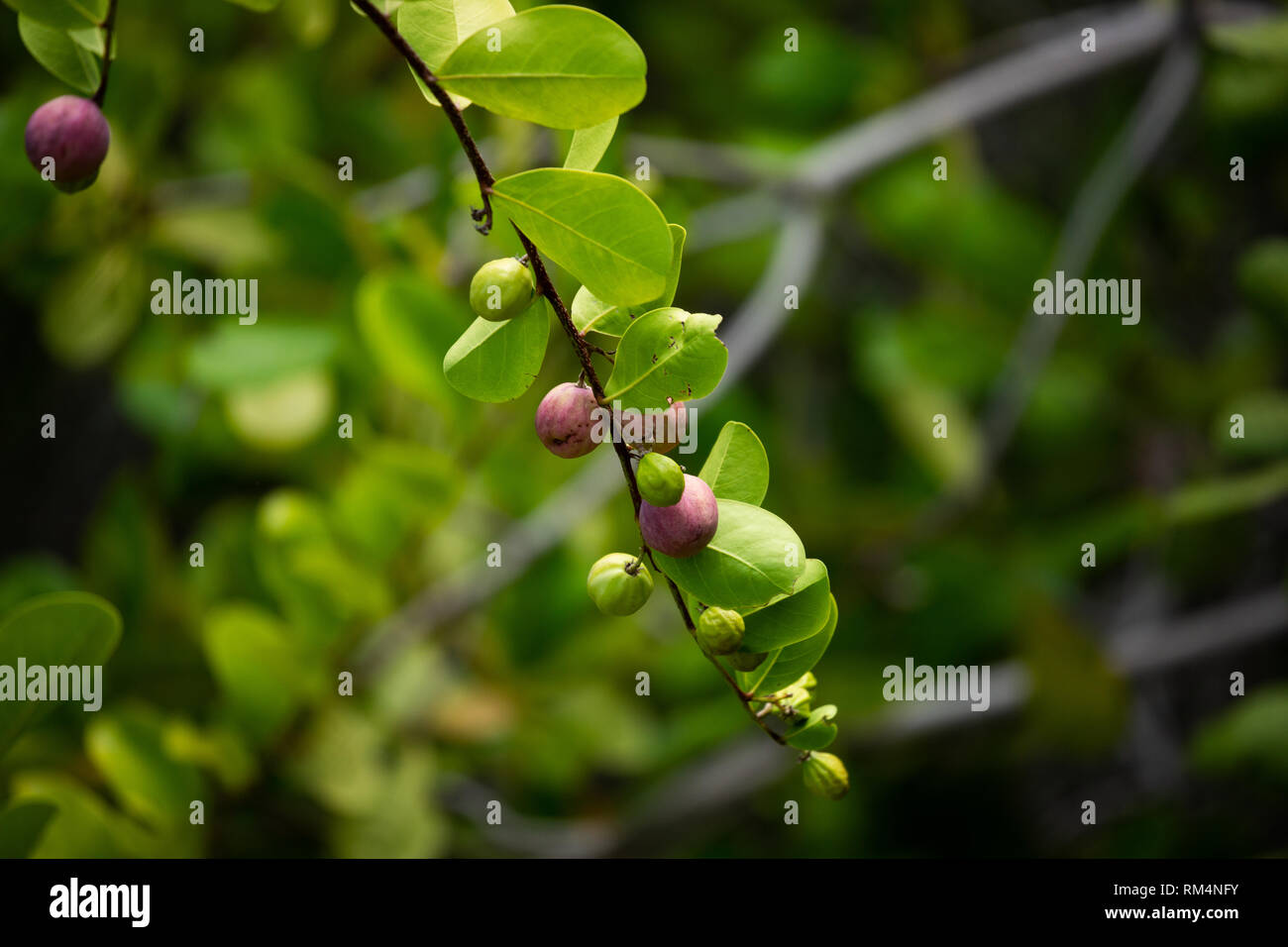 Chrysobalanus icaco, das cocoplum, Paradies, Pflaume, abajeru oder icaco, ist in der Nähe von Meer Strände gefunden und die Binnenschifffahrt im tropischen Afrika, tropisches Amerika Stockfoto