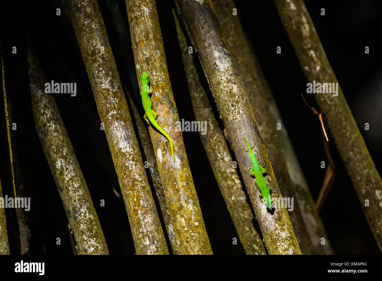 Grüne Phelsuma gecko auf einen Baumstamm. Auf den Seychellen im Oktober fotografiert. Stockfoto