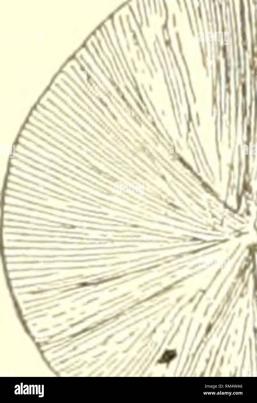 . Jahresbericht des Verwaltungsrats der Smithsonian Institution. Smithsonian Institution; Smithsonian Institution. Archive; Entdeckungen in der Wissenschaft. Die ENTWICKLUNG VON I'ETROLOOICAL IDEEN. 299 Tatsache, und Seite an Seite mit diesen Vater platziert Ho-len von inatitic iiiicropei^' und 'uctures spherulitic sti von l^i - ofes kopiert. Der sor Iddines tlie inenutir auf Felsen von Obsidian CliH'. (Fi os. 1-4.) Im Fall der aUoys th (&gt; sph&lt; n'ulitic stnutiiics sind characteiistic I'apid Kühlung und des niicropeomatitic Struktur der langsame Abkühlung". Der Modus der Auftreten der gleichen sti'uctures in Roc Stockfoto