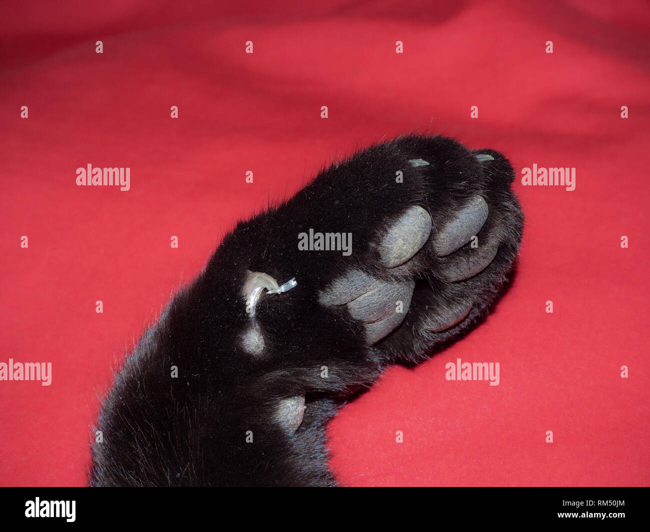 Boreal 61853 Katzenfuß Wagenheber - Starter Modell Für Auto Reparaturen