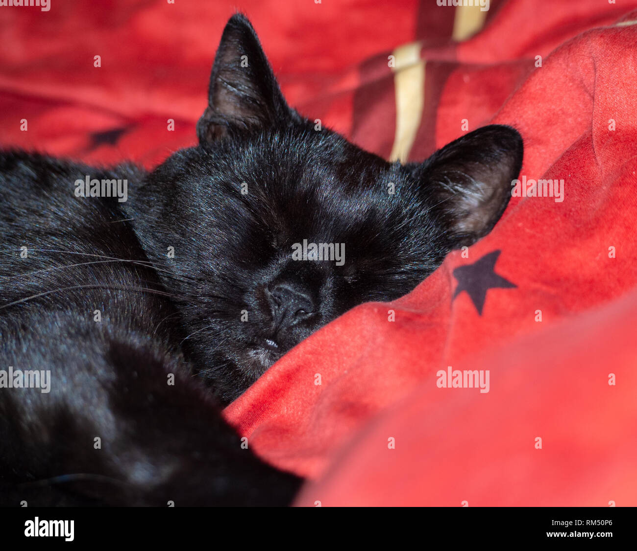 Schlafende schwarze Katze Stockfoto