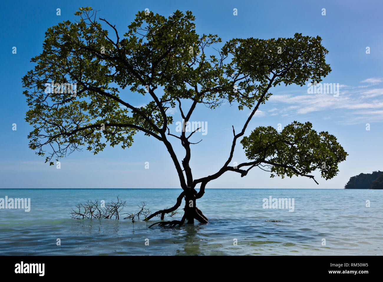 Mangroven entlang der Ufer des MU KO SURIN ISLAND-MU KO SURIN NATIONALPARK, THAILAND blühen Stockfoto