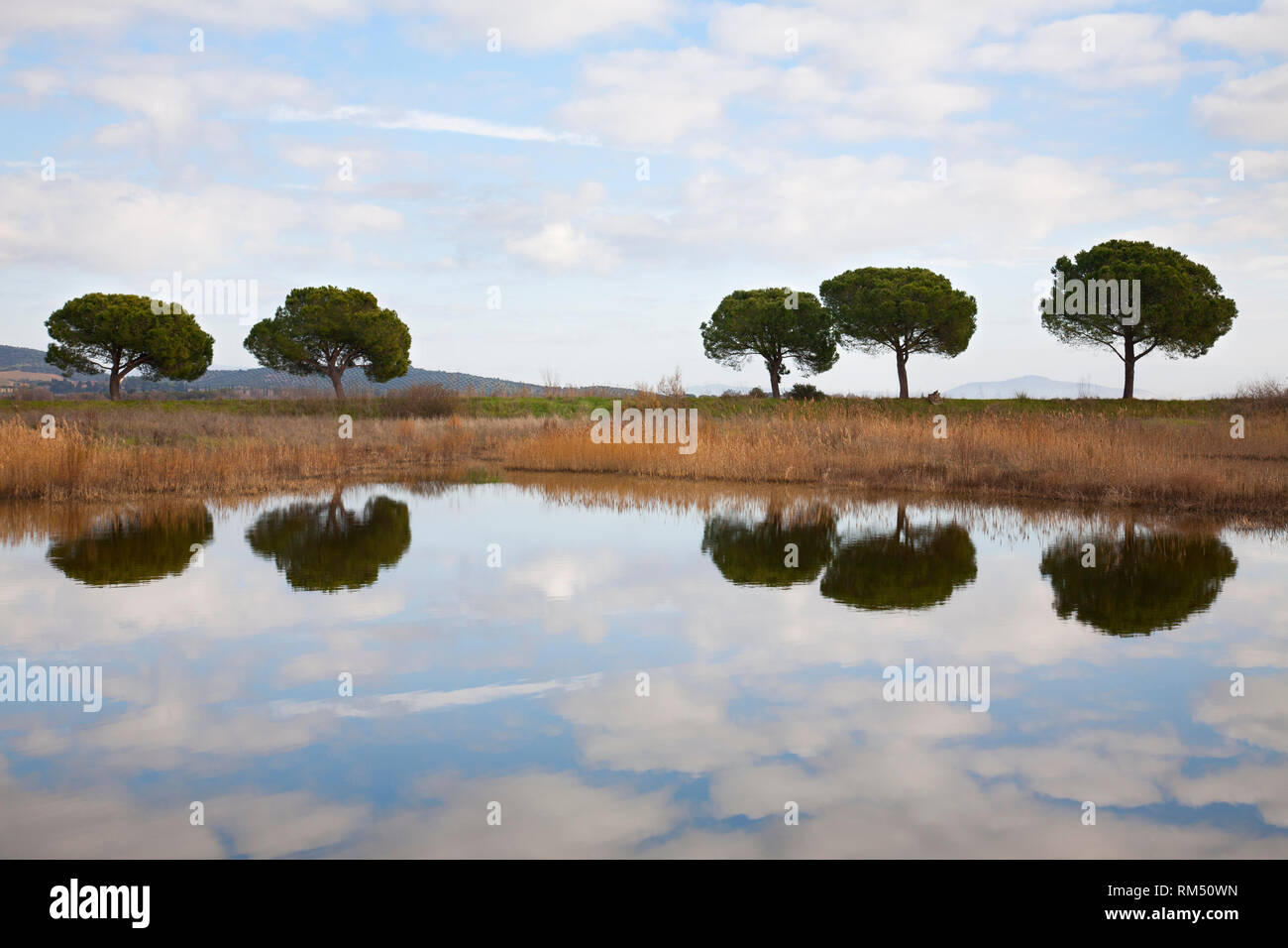 Naturpark Diaccia Botrona, Sumpf, Castiglione della Pescaia, Provinz Grosseto, Toskana, Italien, Europa Stockfoto