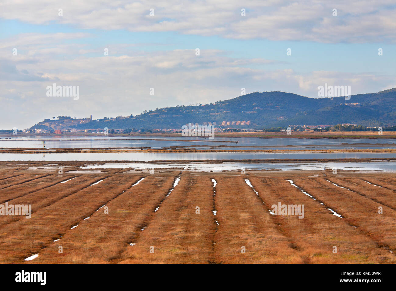 Naturpark Diaccia Botrona, Sumpf, Castiglione della Pescaia Dorf, Provinz von Grosseto, Toskana, Italien, Europa Stockfoto