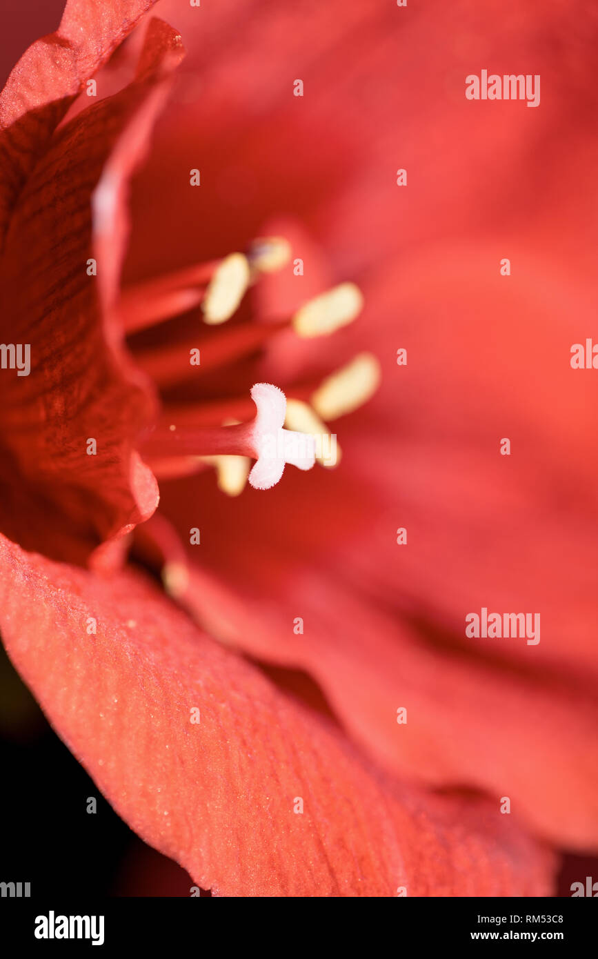 Selektiver Fokus der Lebende Korallen Amaryllis, Blume Hintergrund. Pantone-Farbe des Jahres 2019 Konzept Stockfoto