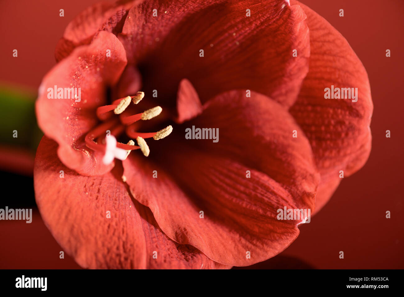 Nahaufnahme Blick auf lebende Korallen Amaryllis, Blume. Pantone-Farbe des Jahres 2019 Konzept Stockfoto