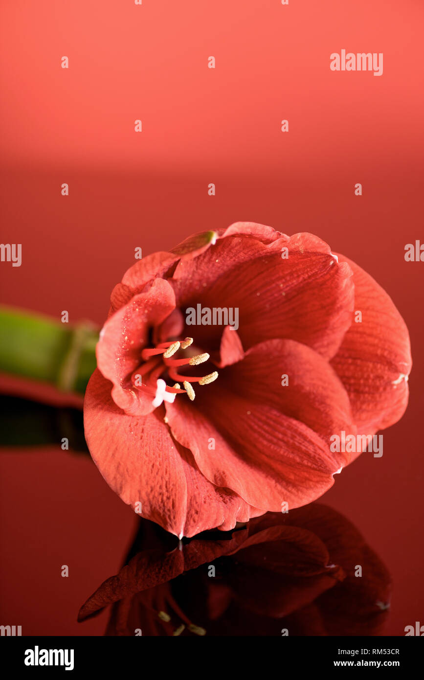 Amaryllis, Blume in lebende Koralle Farbe auf rotem Hintergrund. Pantone-Farbe des Jahres 2019 Konzept Stockfoto