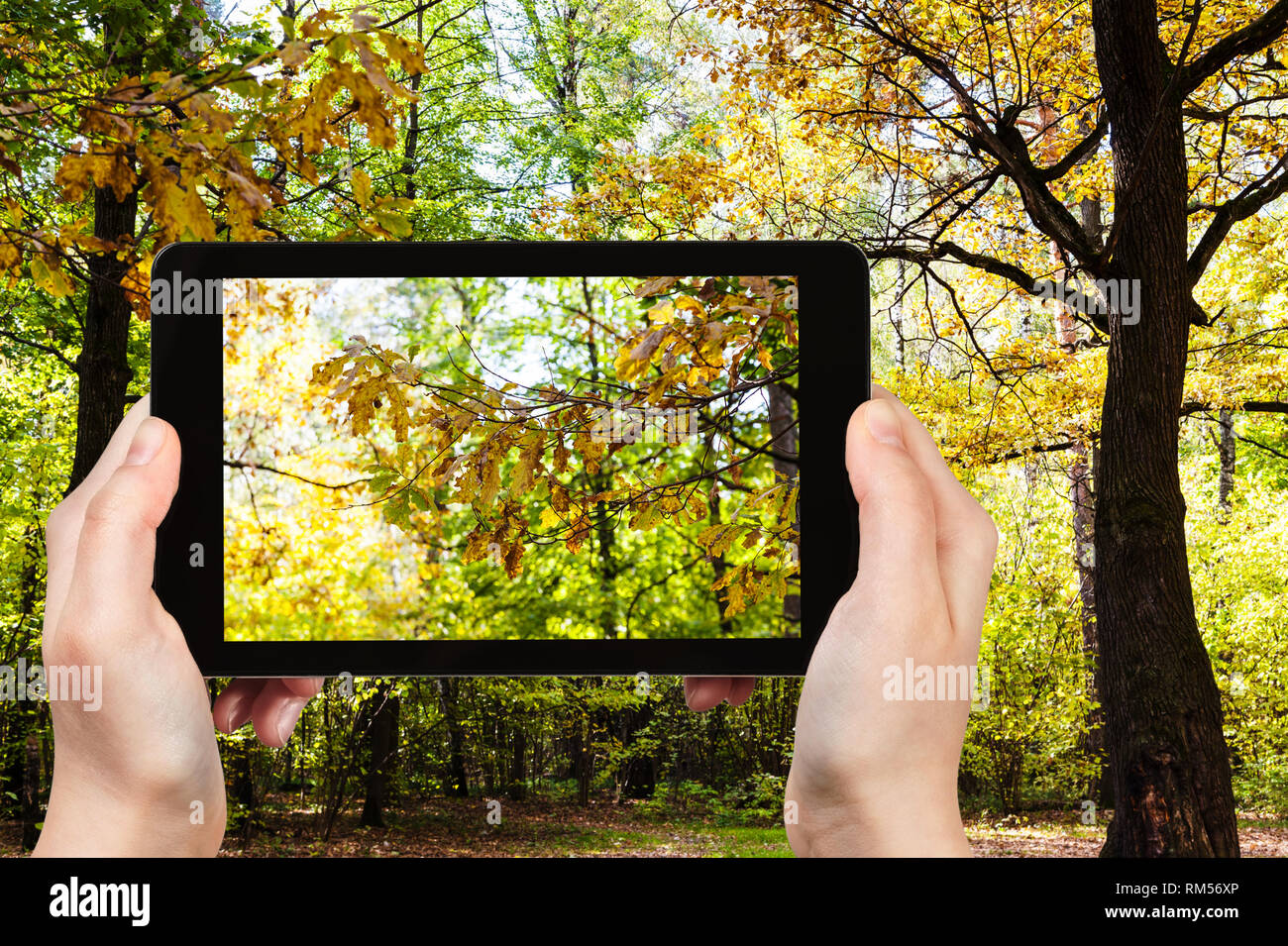 Travel Concept - touristische Fotografien von Eiche durch die Sonne auf der Wiese, im Wald, im sonnigen Oktober Tag auf dem Smartphone in Moskau, Russland Stockfoto