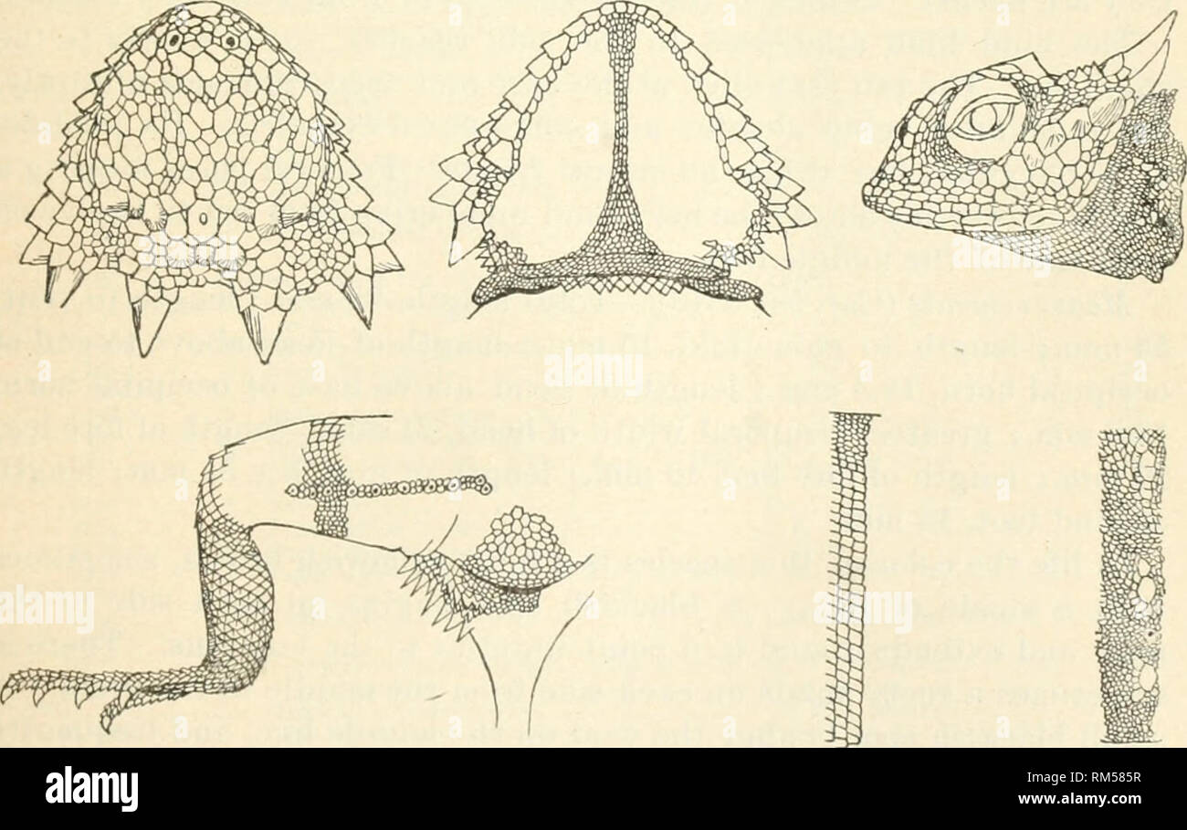. Jahresbericht des Verwaltungsrats der Smithsonian Institution. Smithsonian Institution; Smithsonian Institution. Archive; Entdeckungen in der Wissenschaft. CROCODILIANS, Echsen. Und Schlangen. 437 aa. Erweiterte giilar Skalen iu "esi" iit. b. Nares - canthus withiu rostralis. Horus kürzer; Schwanz weniger deprimiert, mit grobem seitlichen Fransen; median Rückenschuppen unregelmäßig; Cross-gefleckte J. platyrhina Girard. Hörner mehr; Schwanz abgeflacht, mit feinen seitlichen Fransen; median Rückenschuppen in zwei parallelen Reihen; median Braun dorsal Stripe, kein Kreuz hars A. maccallii Hallo. Die zuletzt genannten drei Arten r Stockfoto