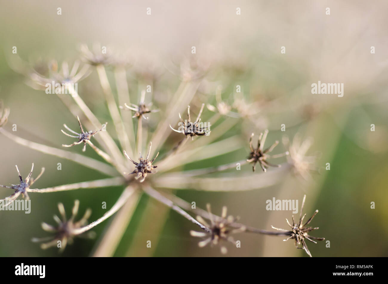 Nahaufnahme von Blumen im Winter Makro Detail und Bokeh Stockfoto