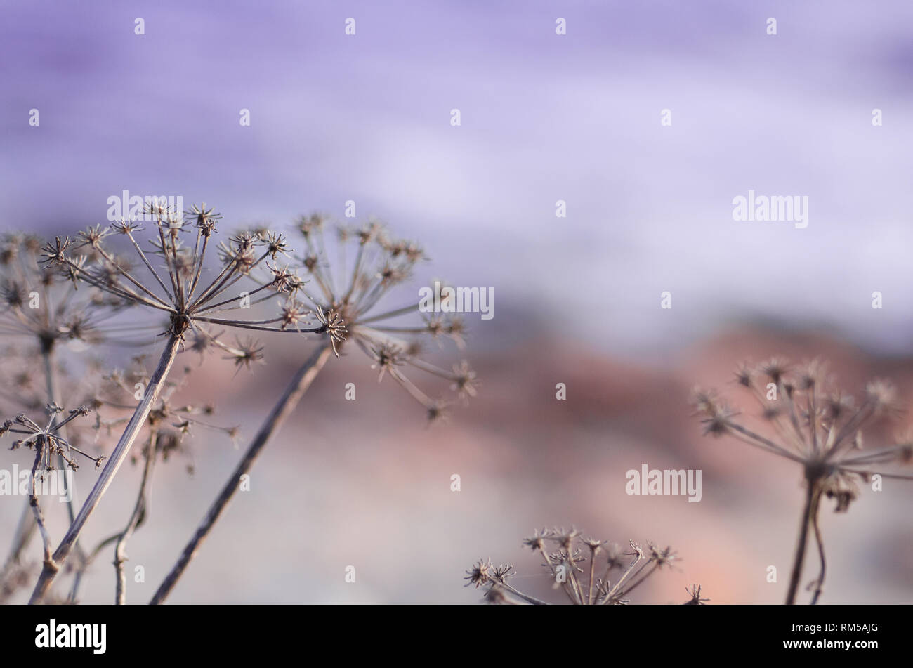 Blumen im Winter lila Hintergrund Stockfoto