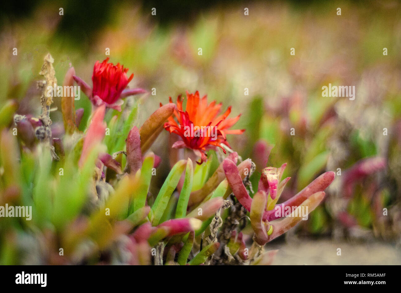 Rote Blume im Garten mit verschwommenen Hintergrund gut für Hinzufügen von Text Stockfoto