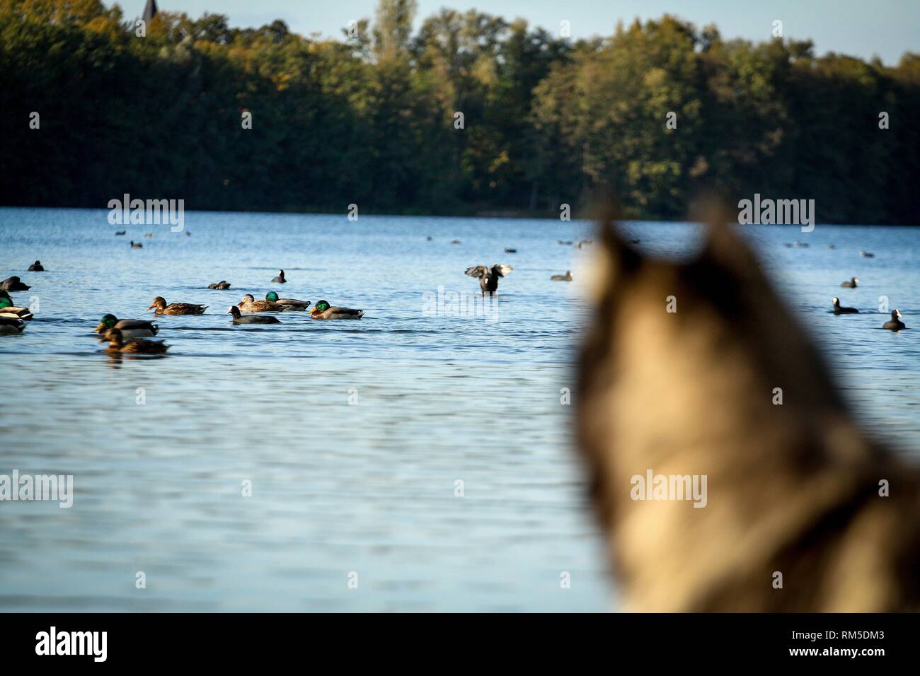 Siberian Husky Uhren Enten Stockfoto