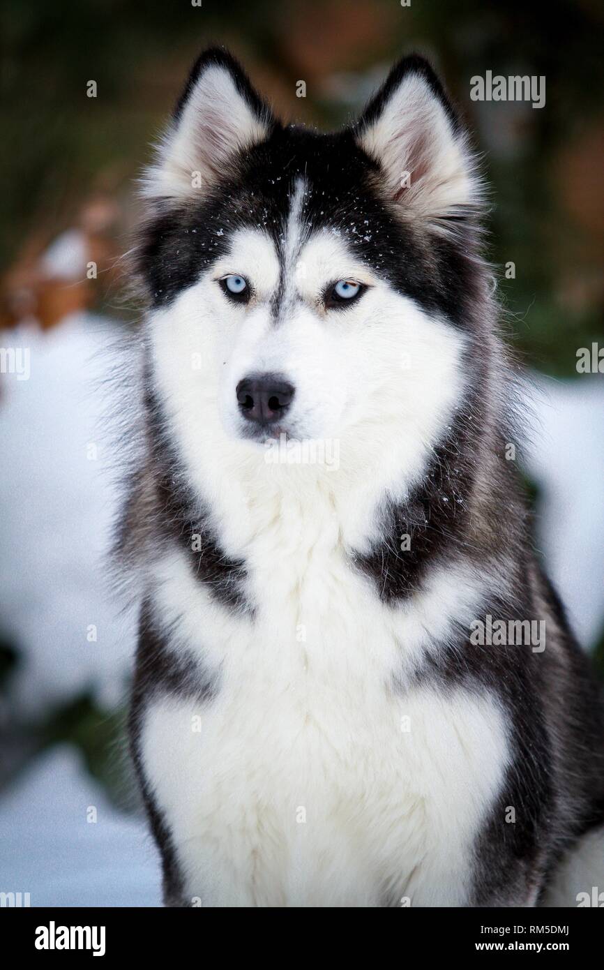 Siberian Husky Porträt Stockfoto