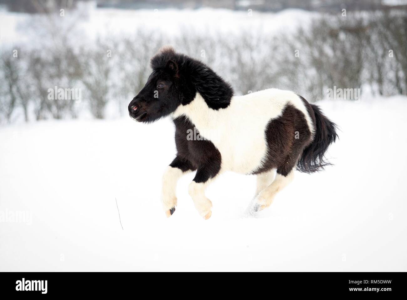 Shetland pony läuft durch den Schnee Stockfoto