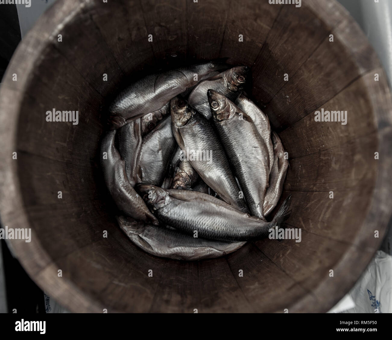 Hering in einem holzschaft - Meer Fisch. Stockfoto