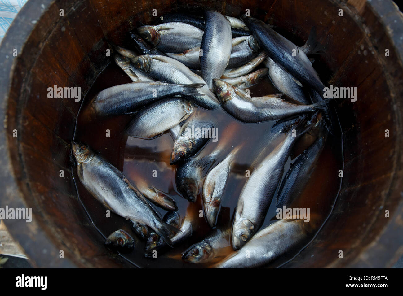 Hering in einem holzschaft - Meer Fisch. Stockfoto