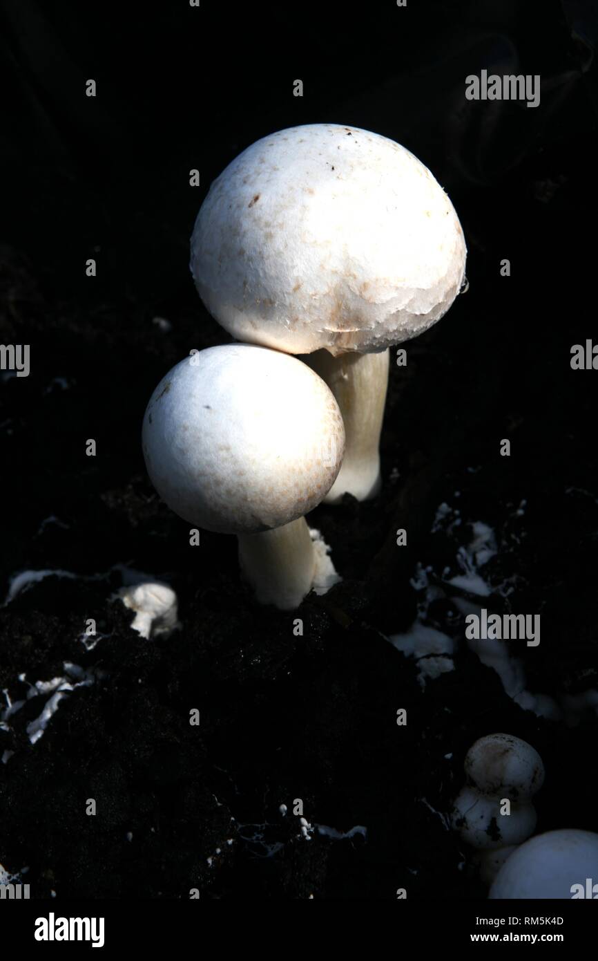 Pilze im kompost Fotos und Bildmaterial in hoher Auflösung Alamy