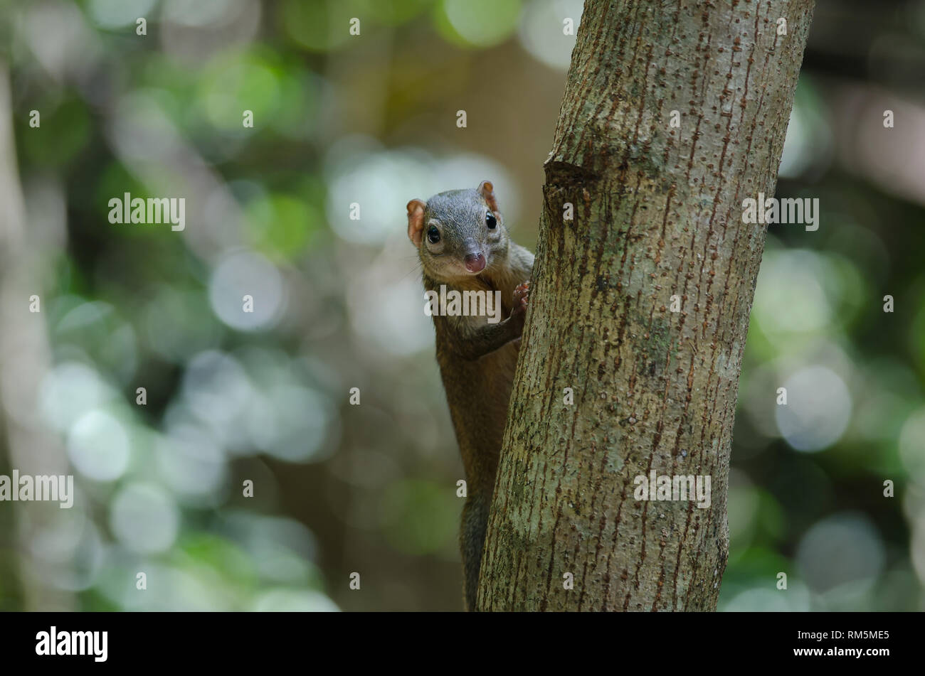 Gemeinsame Treeshrew oder südlichen Treeshrew (Modellorganismus Glis) im Wald von Thailand Stockfoto