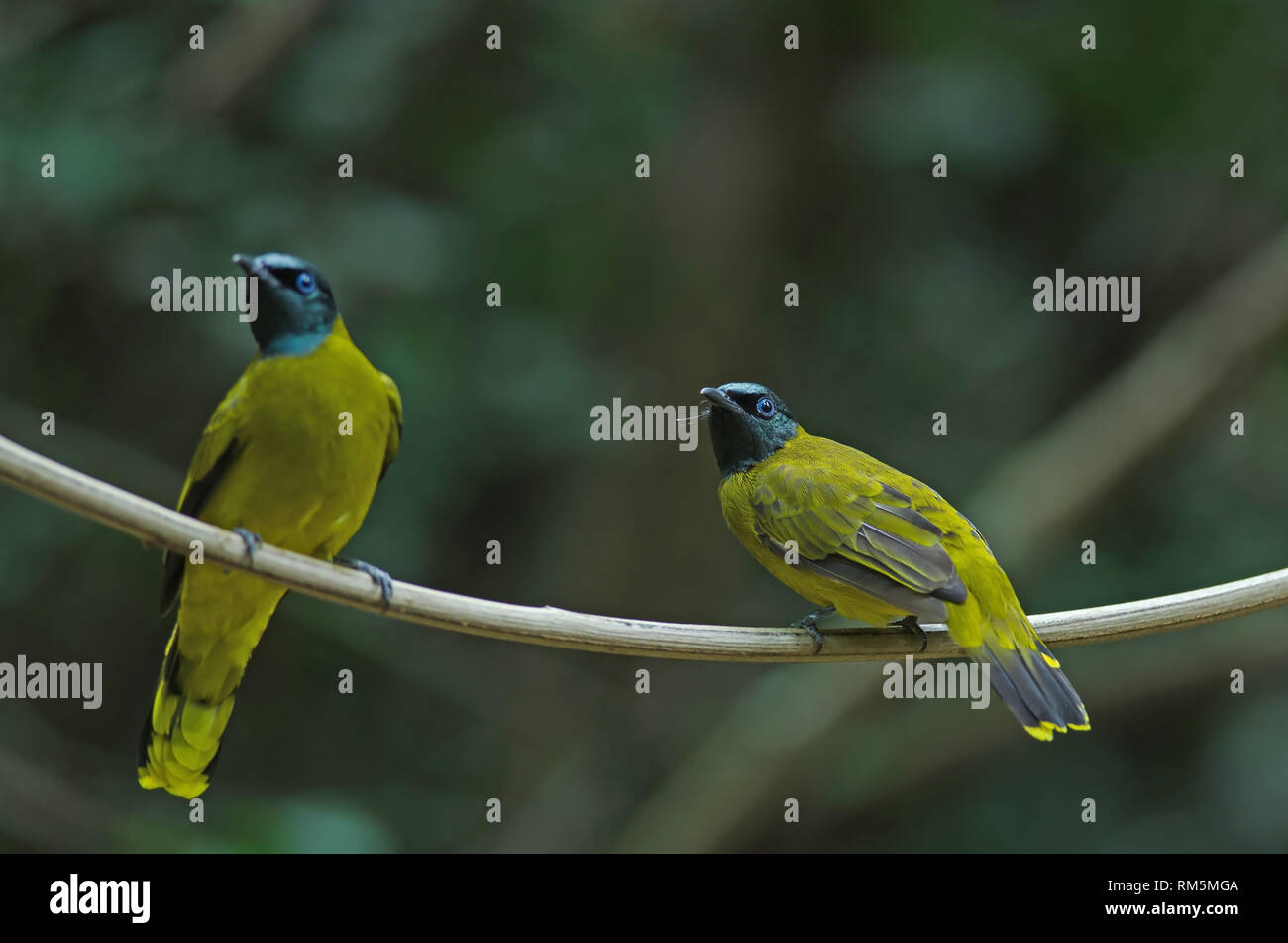 Black-headed Bulbul Pycnonotus Atriceps in der Natur Stockfoto