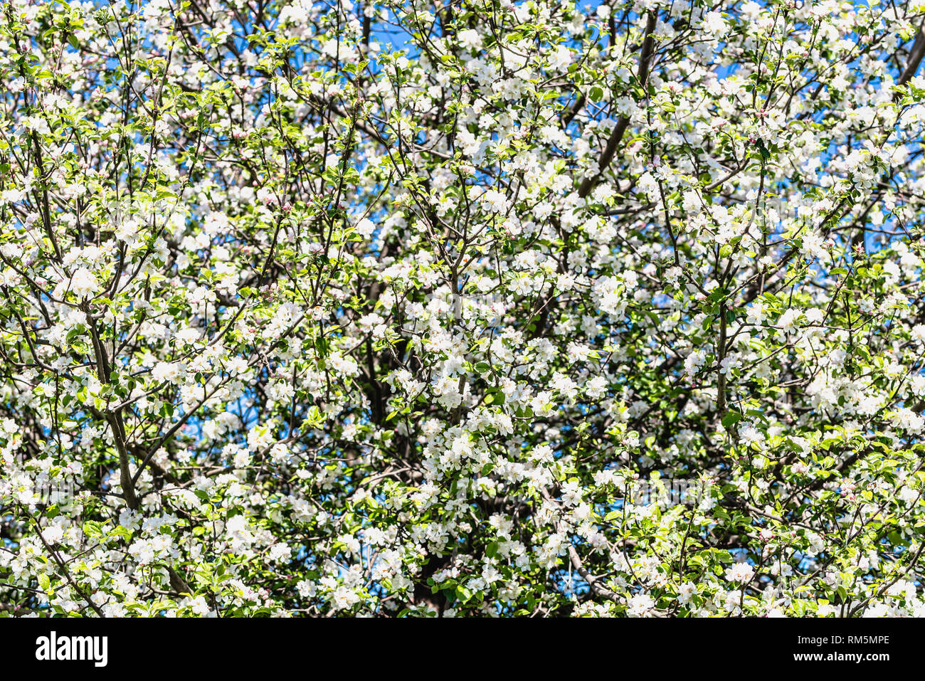 Apple Blossom, Frühlingsblumen, Hintergrund mit blühenden Zweige eines Baumes Stockfoto