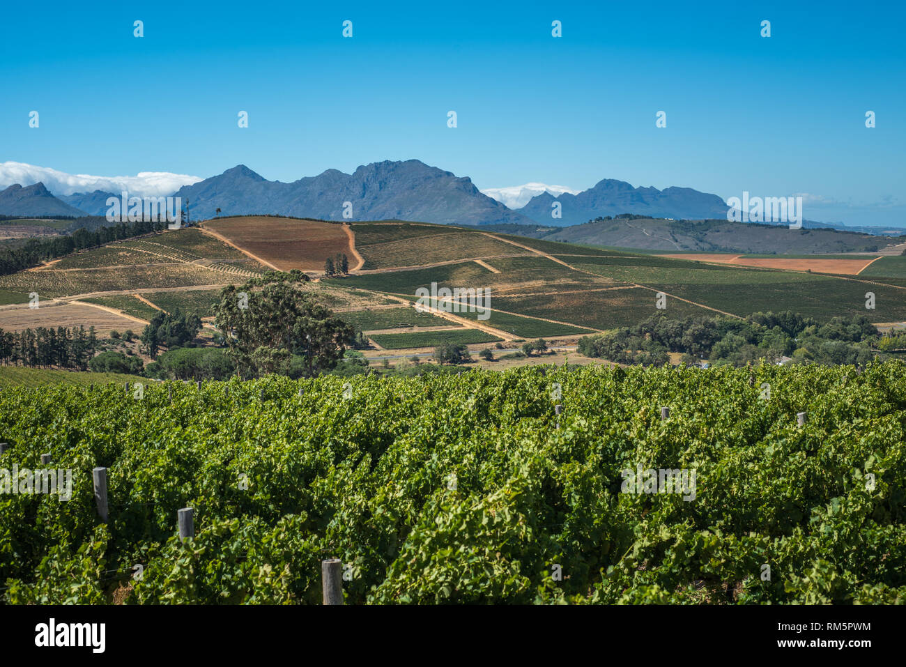 Die schöne Landschaft der Cape Winelands, Weinbaugebiet in Südafrika Stockfoto