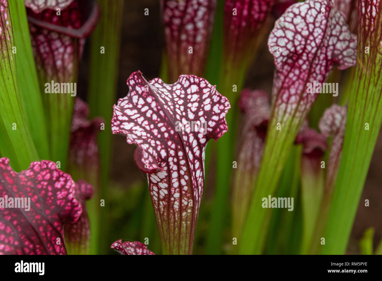 Sarracenia (North American kannenpflanze) close up Stockfoto