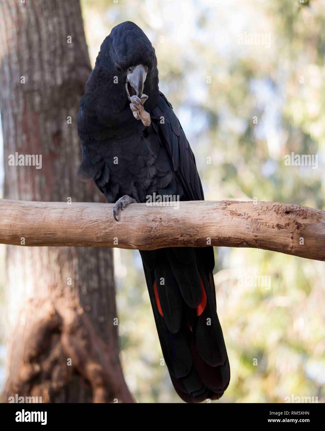Schwarz und Rot tailed Kakadu im Billabong Sanctuary Townsville, Australien Stockfoto