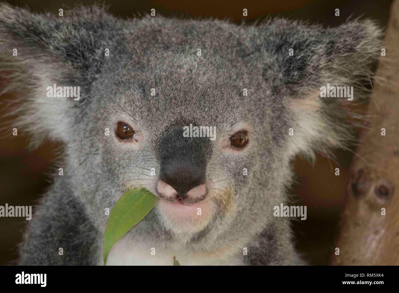 Koala im Billabong Sanctuary in der Nähe von Townsville, Australien Stockfoto
