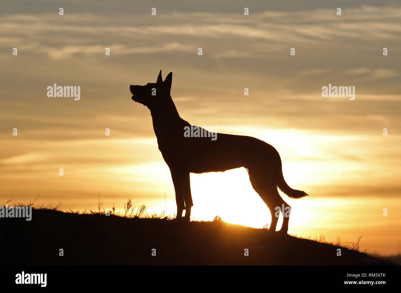 Belgischer Schäferhund Malinois Hund auf dem Hintergrund einer schönen Sonnenuntergang Stockfoto