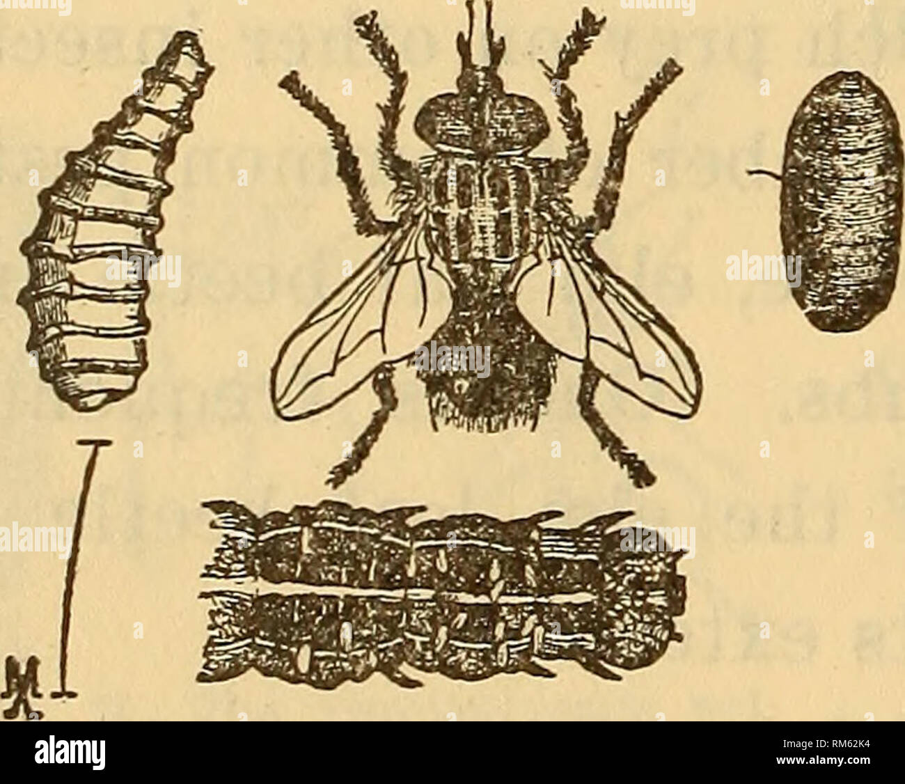 . Jahresbericht des Regenten. New York State Museum, Wissenschaft. Schwein. 82 Pimplaconquisitor: eine Larve; b Leiter der gleichen; c Puppe; d erwachsene Frau, ail vergrößert (nach Howard, US dep't-Agr., div. Ent., tech.ser., nein. 5) 91 Red tailed Tachina fly (W inthemia 4-pustulata). Einen der wichtigsten Parasiten der Armee Wurm, Zelt - Caterpillar und mehrere andere Schädlinge. Diese Fliege ist in erheblichem Umfang in Bereichen schlecht geplagt mit Armee Würmern beobachtet, und Zweifel - weniger effiziente Parasiten in dieser Schädling unter Kontrolle zu halten. Formeln interne Gifte wie Paris Grün sind nur gegen Insekten w verwendet Stockfoto