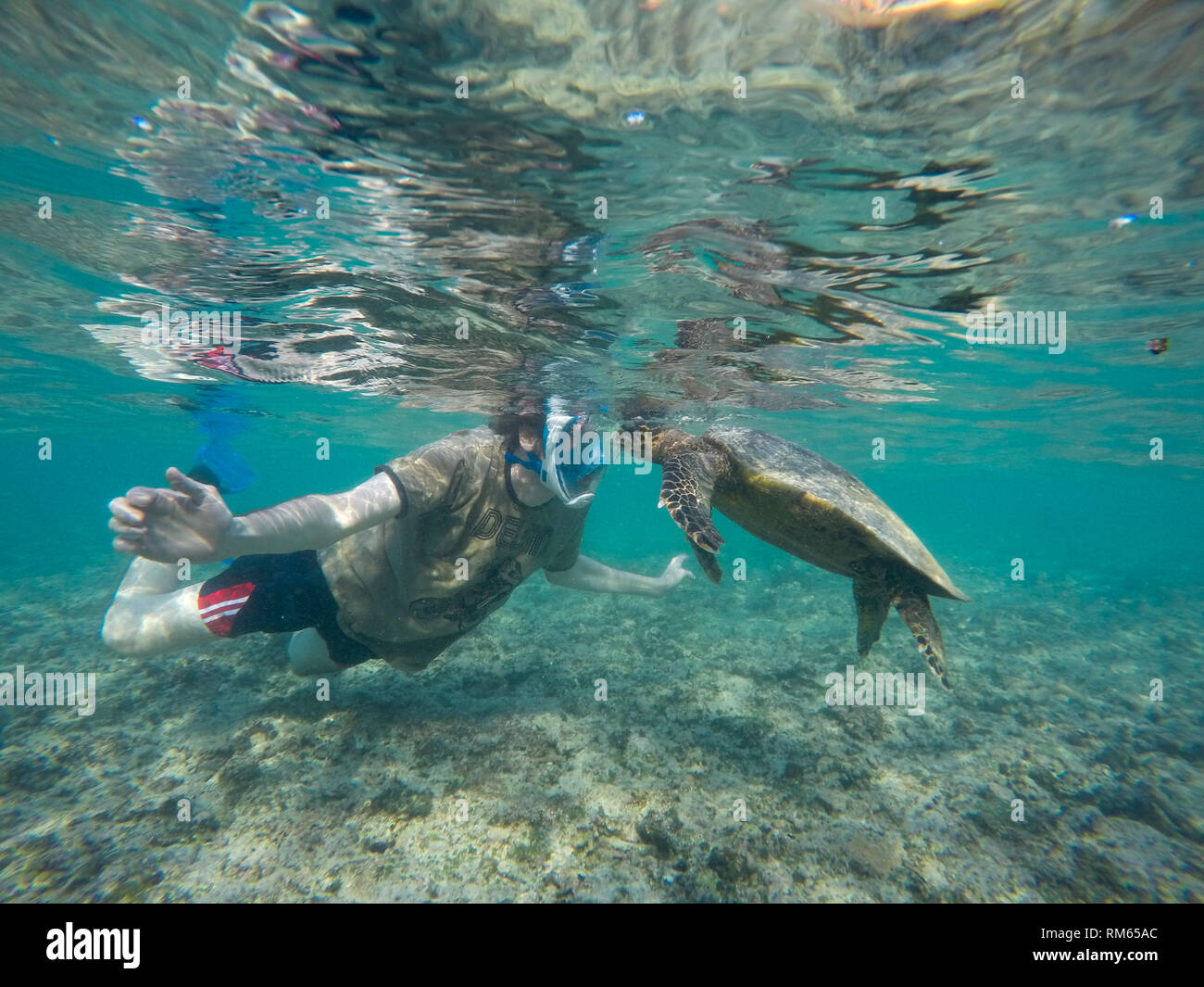 Junger Mann das Schnorcheln und Schwimmen mit einem Echte Karettschildkröte (Eretmochelys imbricata). Dies ist der kleinste der Meeresschildkröten, selten mehr als eine Stockfoto